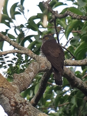 Cuculus micropterus