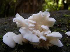 Favolaschia pustulosa