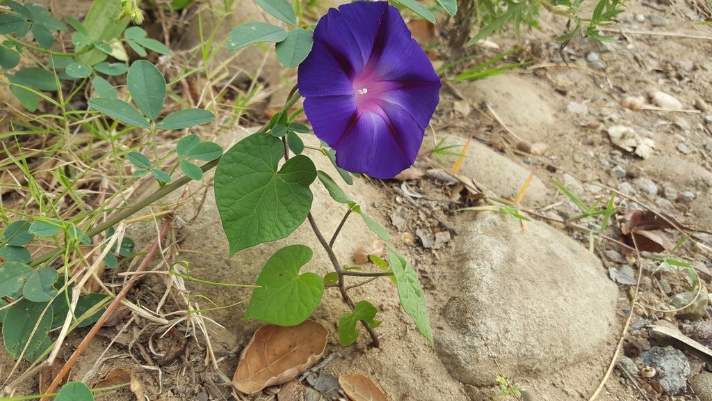Common Morning glory From Bay Ho San Diego CA USA On October 22 common-morning-glory-from-bay-ho-san-diego-ca-usa-on-october-22