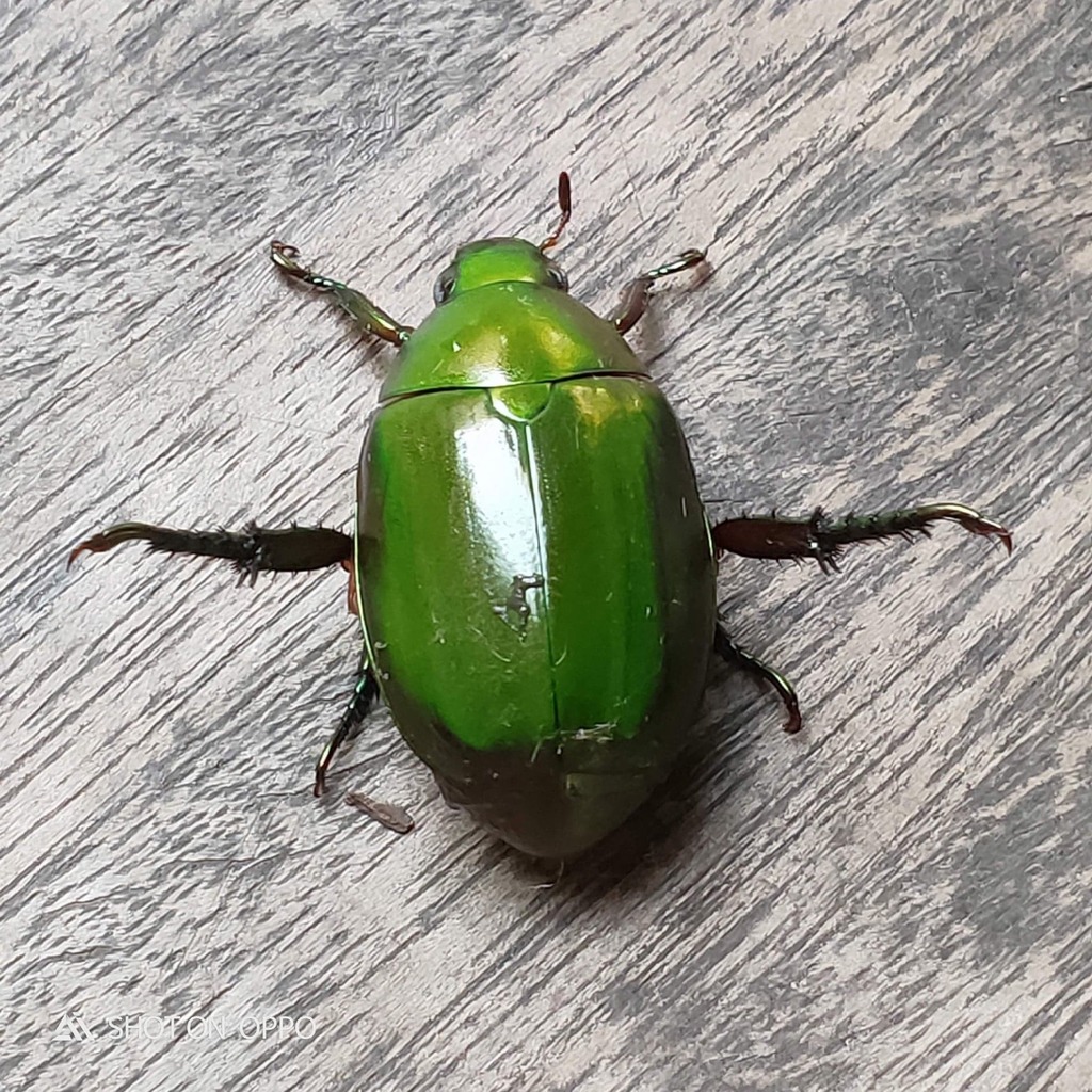 Anomala grandis from Unnamed Road, Tambon Khon Buri, Amphoe Khon Buri ...