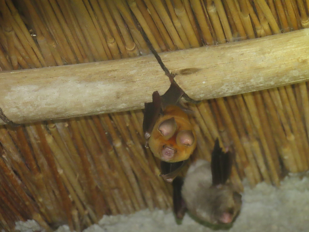 Sundevall's Leaf-nosed Bat