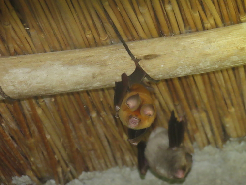 Sundevall's Roundleaf Bat (Hipposideros caffer)