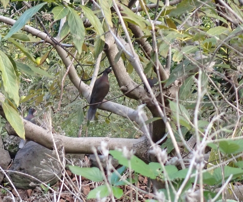 Paloma rabiche (Columba junoniae)