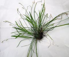 Carex quadriflora