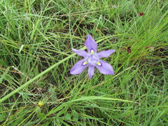 Moraea inclinata