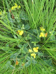 Argyrolobium marginatum