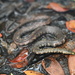 Serpiente Arowana - Photo (c) Jeremy P., algunos derechos reservados (CC BY-NC), subido por Jeremy P.