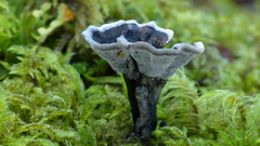 Phellodon sinclairii