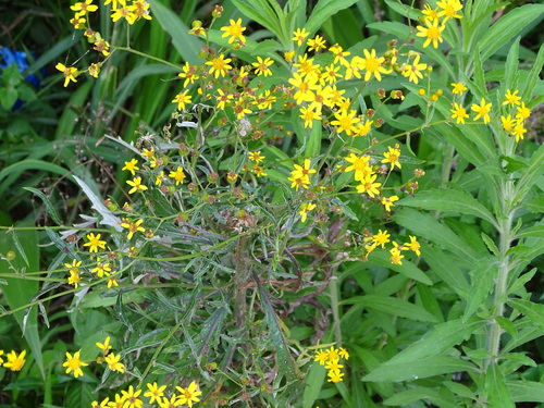 Image of Senecio polyanthemoides by (c) Shaun Swanepoel, some rights reserved (CC BY)