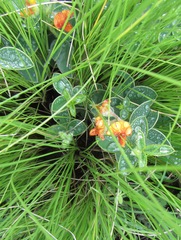 Argyrolobium marginatum