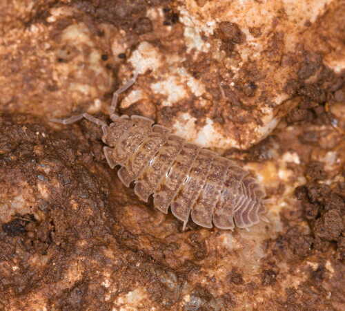 Nagurus carinatus