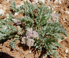 Vesper montanus