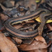 Tentacled Snake - Photo (c) Jeremy P., some rights reserved (CC BY-NC), uploaded by Jeremy P.