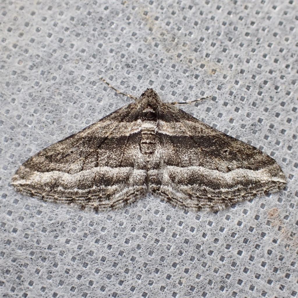 Lithostege deserticola