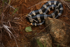 Laticauda saintgironsi