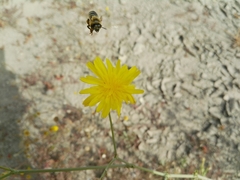 Apis mellifera
