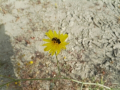 Apis mellifera