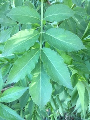 Sambucus nigra