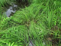 Carex schmidtii