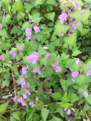 Lamium maculatum