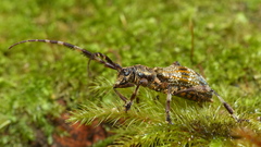 Hexatricha pulverulenta