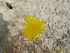 Apis mellifera