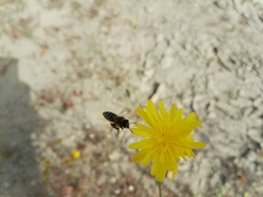 Apis mellifera