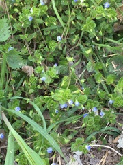 Veronica persica
