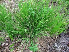 Carex schmidtii