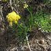 Brandegee's Desert-Parsley - Photo (c) J Brew, some rights reserved (CC BY-SA), uploaded by John Brew