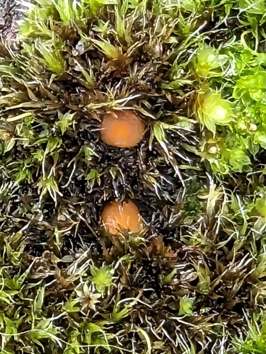 Octospora musci-muralis