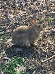 Oryctolagus cuniculus