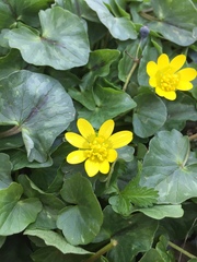 Ficaria verna
