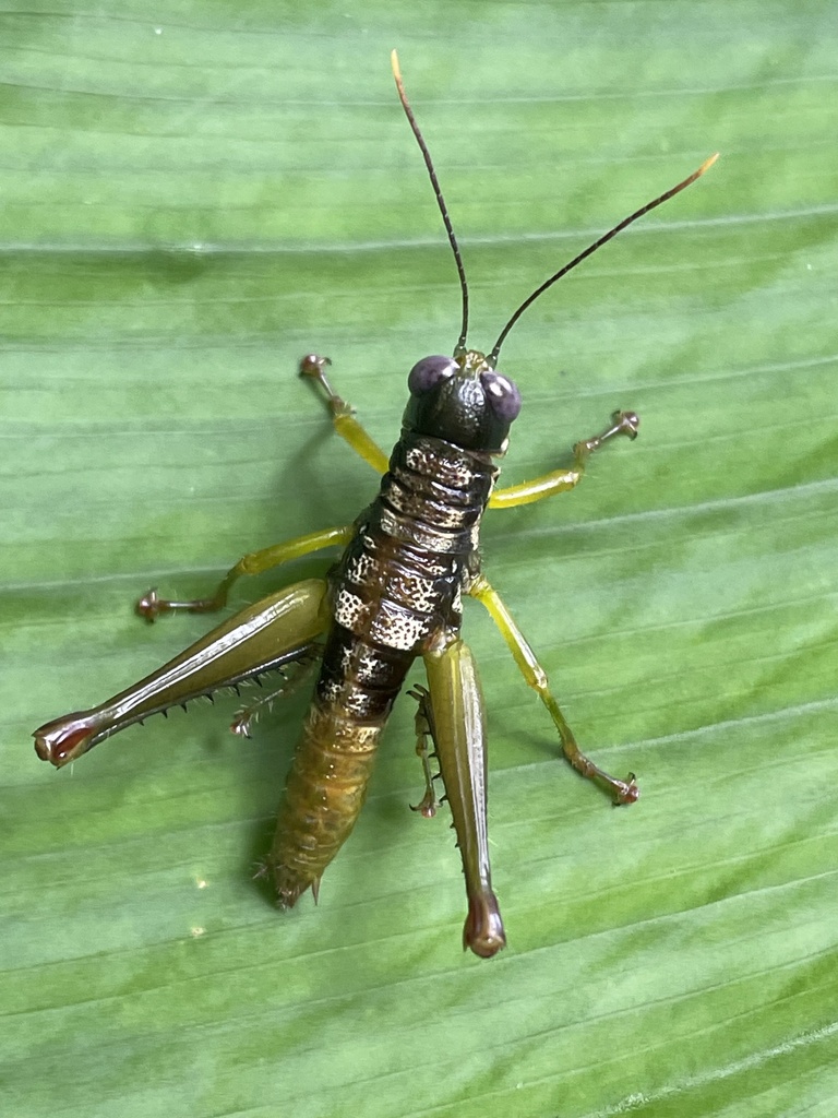 Pterotiltus sobrius