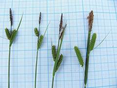 Carex schmidtii