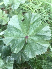 Malva sylvestris