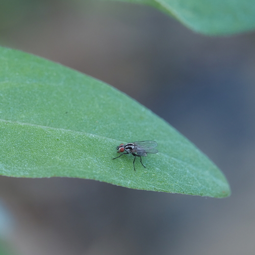 Anthomyia tempestatum
