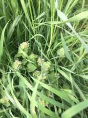 Lamium purpureum