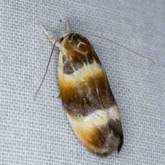 Piloprepes anassa