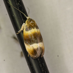 Piloprepes anassa