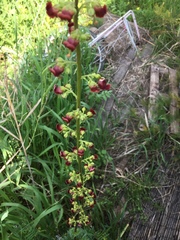 Scrophularia rubricaulis