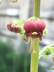 Scrophularia rubricaulis