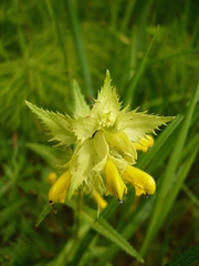 Rhinanthus serotinus aestivalis