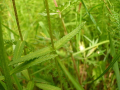 Rhinanthus serotinus aestivalis