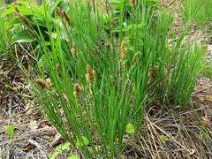 Carex schmidtii