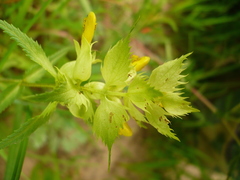 Rhinanthus serotinus aestivalis