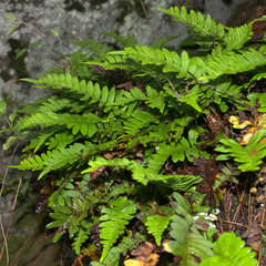 Polypodium appalachianum