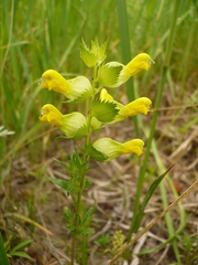 Rhinanthus serotinus aestivalis