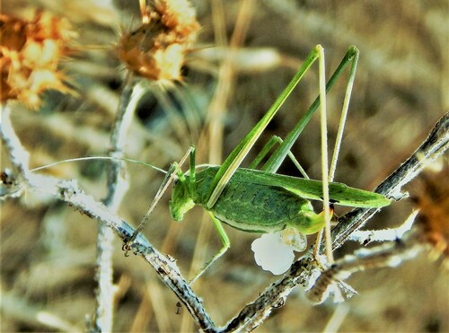 Lily Bush-cricket, Lenins'kyi, UA-KR, UA, photo 6 of 10