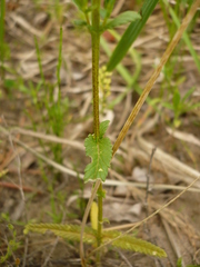 Rhinanthus serotinus aestivalis